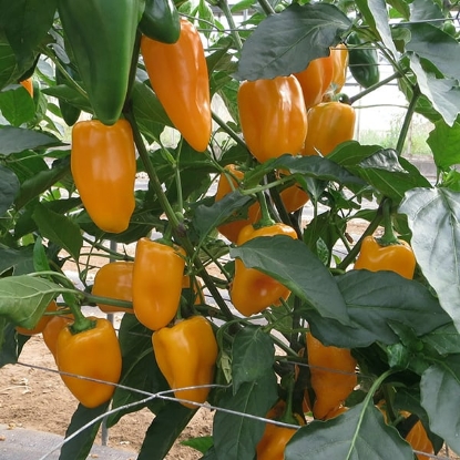 Picture of Midas Pepper